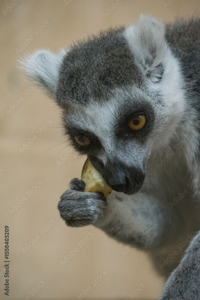 Obraz premium A close up shot of a lemur