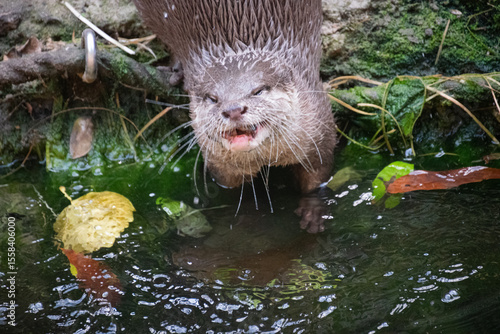 A cute otter at a wild river