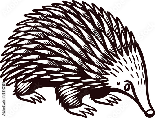 Hand drawn echidna illustration vintage hedgehog inspired sketch with spines and rounded body isolated on white