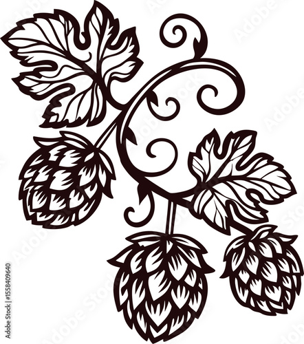 Vintage hand drawn hop plant branch with leaves and cones, decorative botanical illustration