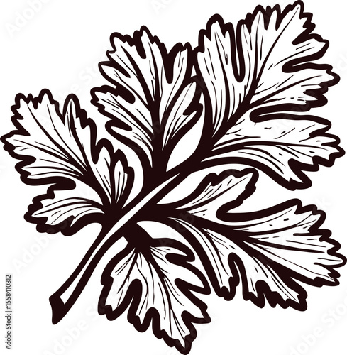 Hand drawn parsley sprig isolated on white vintage botanical herb illustration with detailed engraved lines