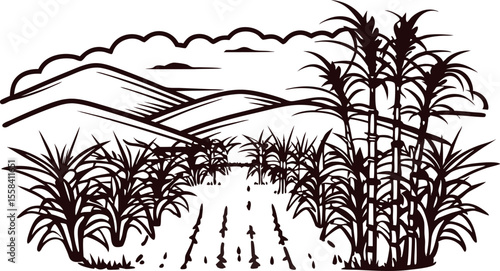 Hand drawn sugarcane field with distant hills and cloudy sky, vintage engraving illustration