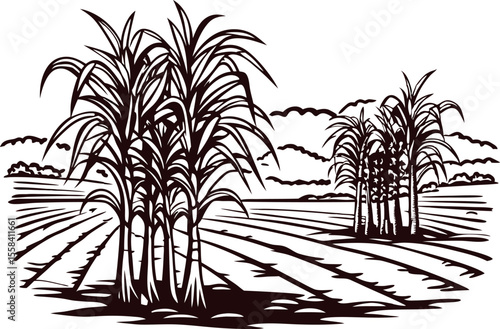 Detailed hand drawn sugarcane field landscape with clustered plants and distant mountains in vintage engraving
