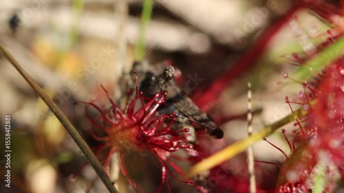 Mittlerer Sonntau (Drosera intermedia) mit Dornschrecke (Tetrix undulata) in Ostfriesland