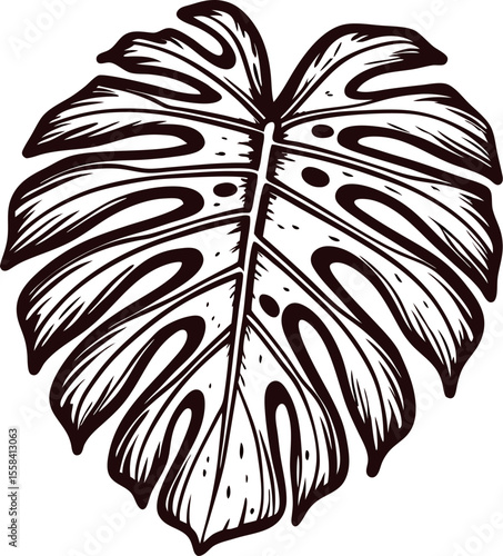 Hand drawn monstera leaf illustration with bold lines and intricate details in vintage botanical engraving