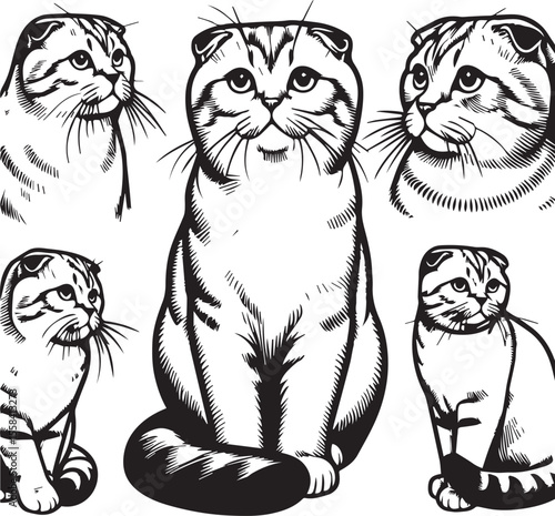 Scottish Fold Cat Vector in black and white
