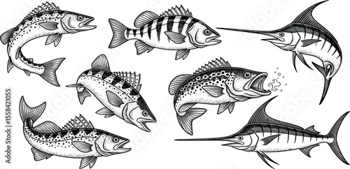 Vector illustration set of various fish species, including trout, bass, and marlin. Ideal for fishing logos, outdoor designs, stickers, and t-shirt designs.
