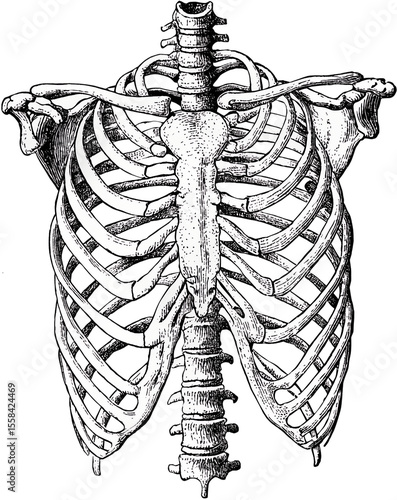 Foto Anatomical illustration of rib cage and spine on transparent background