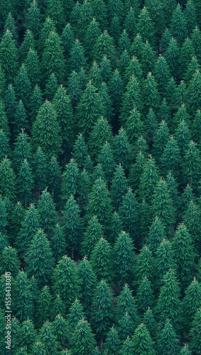 Dense forest tree pattern