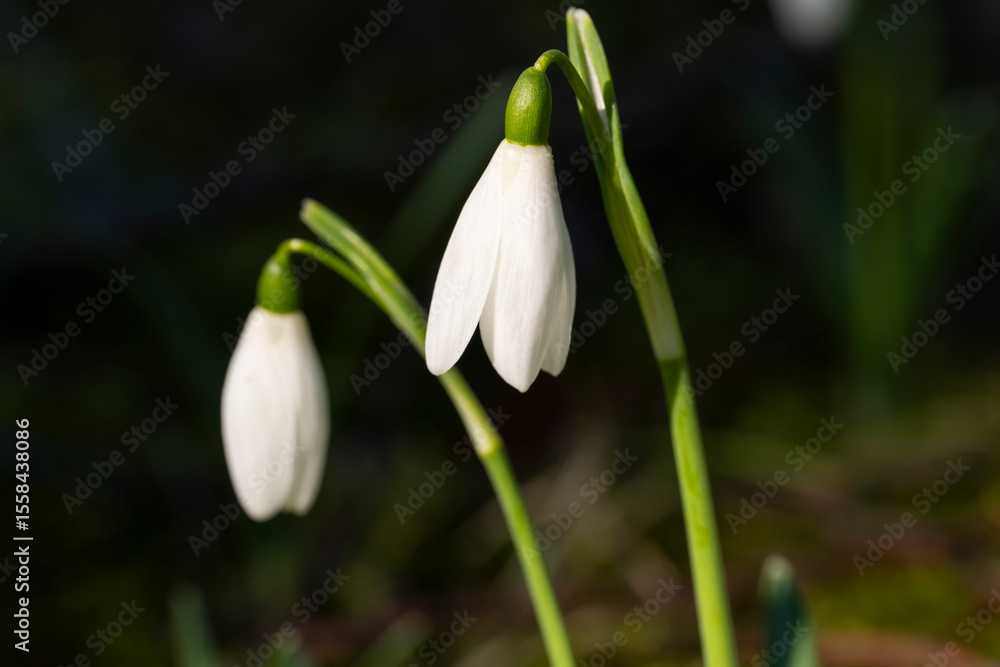Deutschland, Nordrhein-Westfalen, Schneeglöckchen, Galanthus nivalis Deutschland, Nordrhein-Westfalen, Schneeglöckchen, Galanthus nivalis