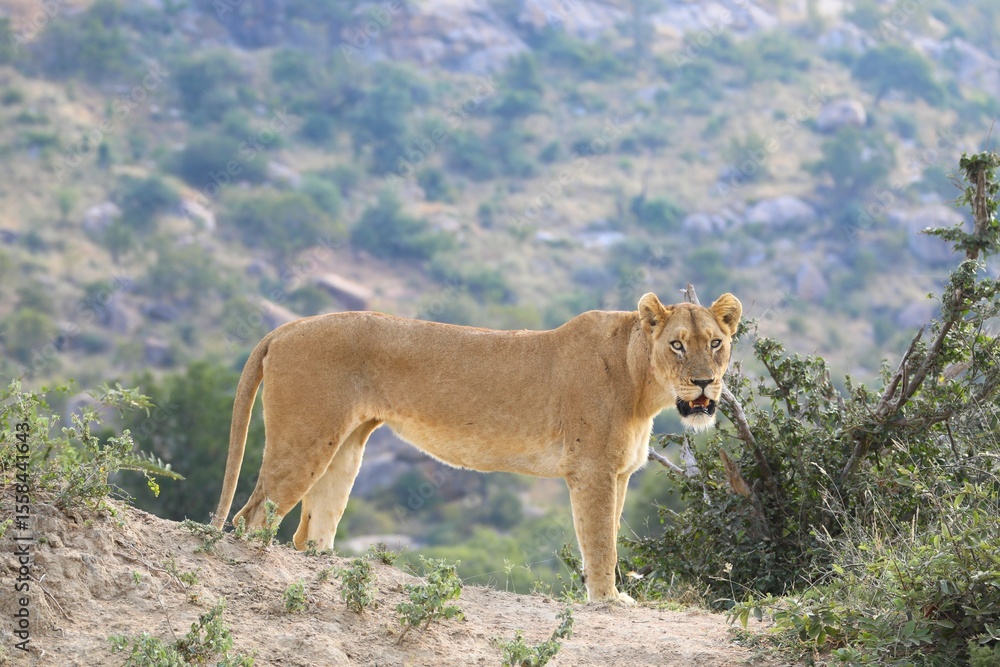 Lioness standing on elevated terrain in the African wilderness, looking alert and watchful with mountains in the background. Lioness standing on elevated terrain in the African wilderness, looking alert and watchful with mountains in the background.