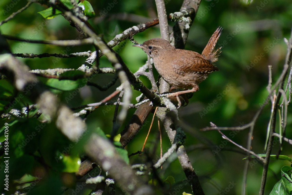 Fototapeta premium Eurasian Wren