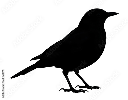 A solitary blackbird stands in a classic pose, its dark feathers subtly revealing its intricate form.