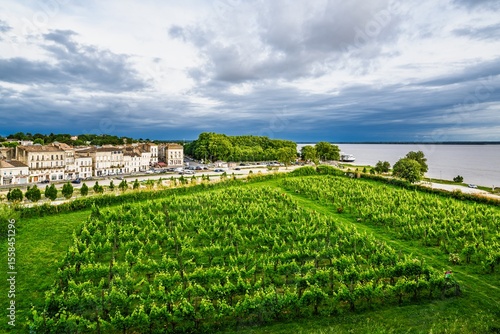 Grape field in Blaye, Blaye, Gironde Estuary, France, Europe