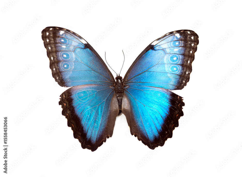 Obraz premium Bright blue butterfly with open wings, isolated on white background, detailed close-up of tropical insect in full symmetry.