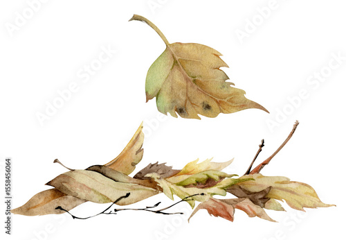 Autumn leaves pile with twigs, crumpled fallen dried forest floor cover. Single element botanical illustration hand drawn in watercolor. Herbarium pages, wildcrafting workshop brochures, scrapbooking