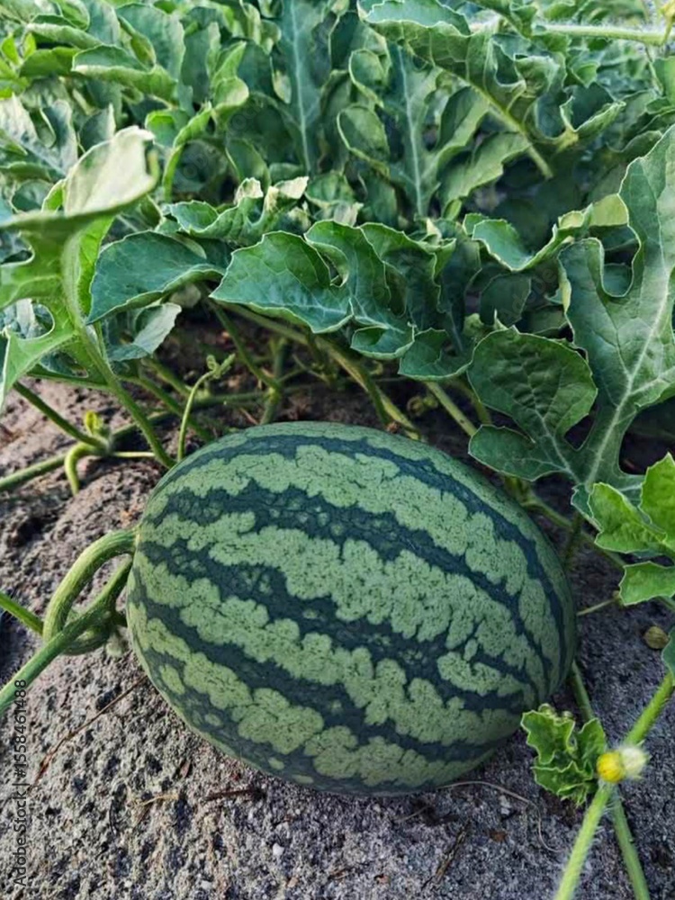 Obraz premium Watermelon cultivation in Malaysia to produce delicious and tasty fruits.