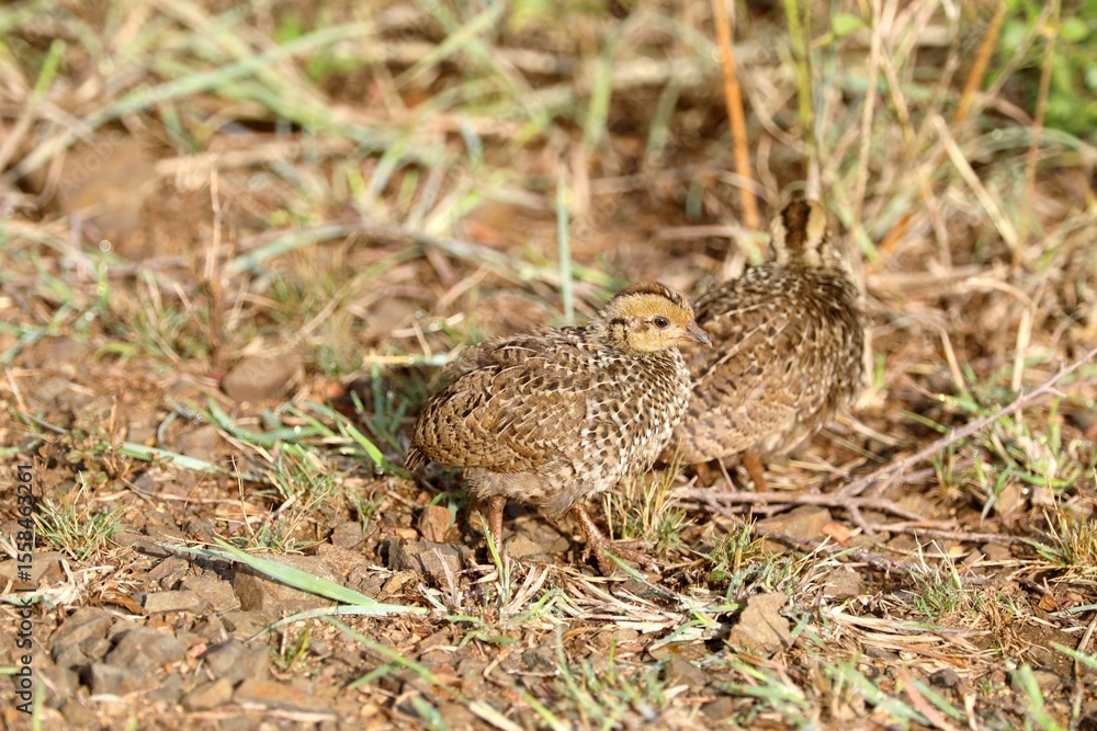 Well-camouflaged young ground birds stand among rocks and dry grass, their plumage blending seamlessly with the natural terrain. Well-camouflaged young ground birds stand among rocks and dry grass, their plumage blending seamlessly with the natural terrain.