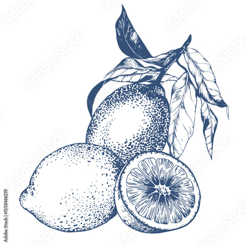 Delicate hand-drawn vector illustration of a lemon branch with leaves and blooming flowers. Elegant botanical line art in a minimalist style, perfect for modern packaging, labels, invitations, kitchen