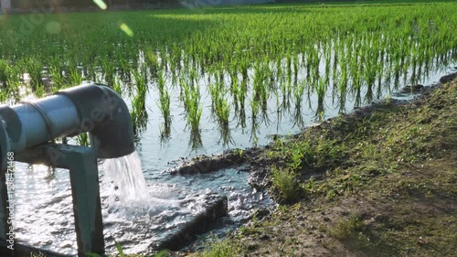 水田・植えたばかりの稲の風景・水がほとばしる風景