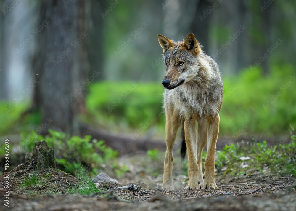 Grey wolf ( Canis lupus ) close up Grey wolf ( Canis lupus ) close up