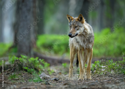 Fototapeta Naklejka Na Ścianę i Meble -  Grey wolf ( Canis lupus ) close up