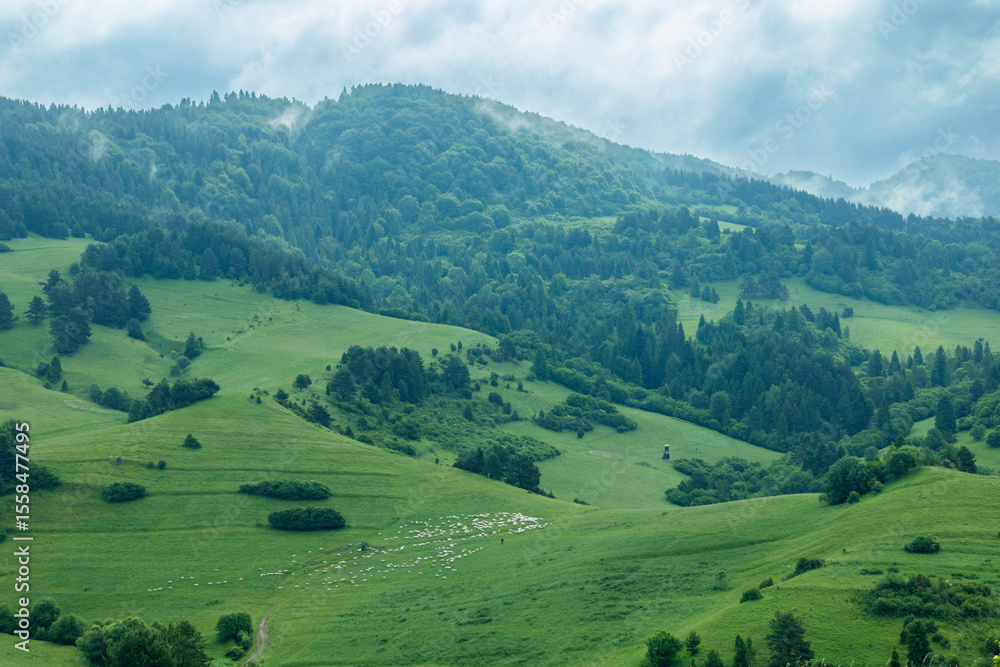 Obraz premium Flock of sheep grazing on green hills in Slovakia countryside near Lesnica