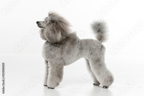 Gray toy poodle on white background