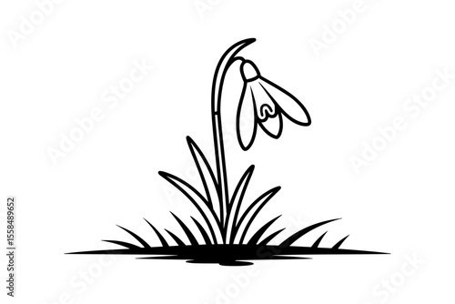 Elegant snowdrop flower silhouette with grass vector illustration