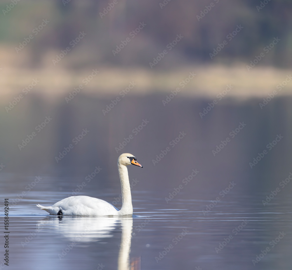 Obraz premium Mute swan swimming on calm lake in South Bohemian Region