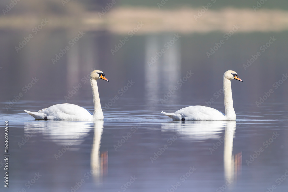 Two white swans swimming on calm lake in Strycice, Czechia Two white swans swimming on calm lake in Strycice, Czechia