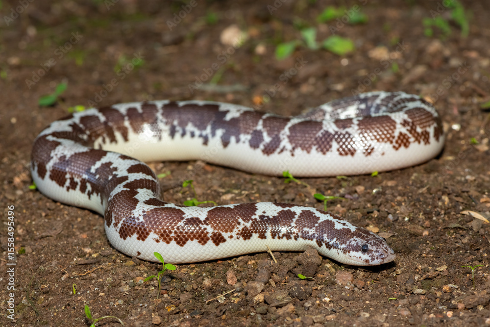 Obraz premium A cute Kenyan sand boa (Gongylophis colubrinus) on a natural sand surface 