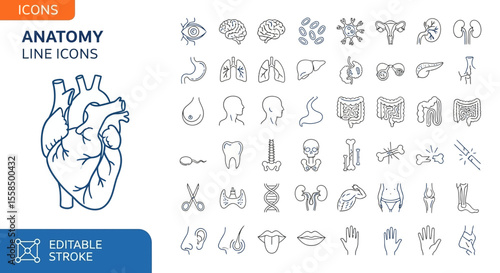 Anatomical Line Icons Collection of Human Organs and Internal Body Parts for Medical Design Projects