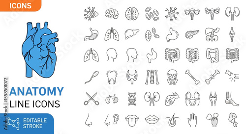 Anatomy and Medical Icons Set Human Organs and Body Parts in Detailed Line Art for Science and Education