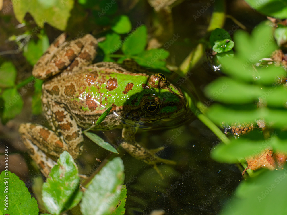 Fototapeta premium cute frog in a swamp