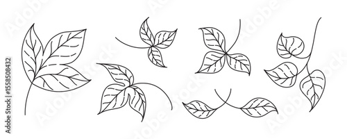 Leaf outline set. Delicate natural vector drawings for fall themes botanical compositions and design.