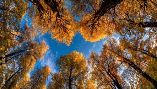 A Sky Glimpse Through Golden Canopy Branches