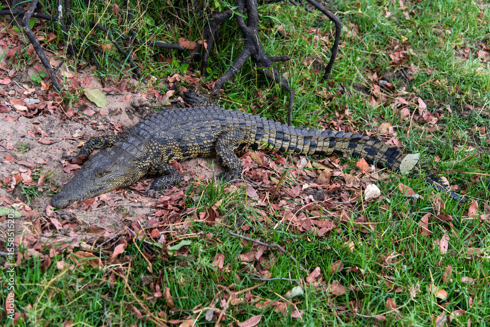 Fototapeta premium crocodile relaxing at the lakeside in Chobe National Park