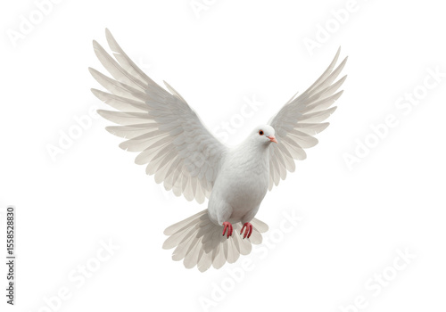Isolated Dove in Flight with Wings Spread Wide