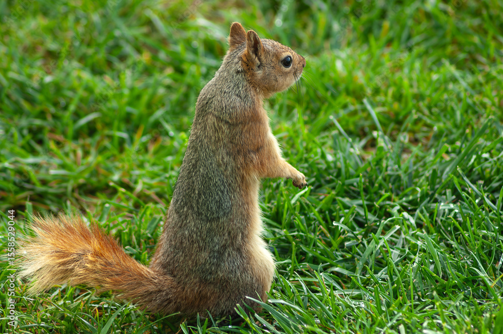 a squirrel stands on its two legs on the green grass and looks around. a squirrel stands on its two legs on the green grass and looks around.