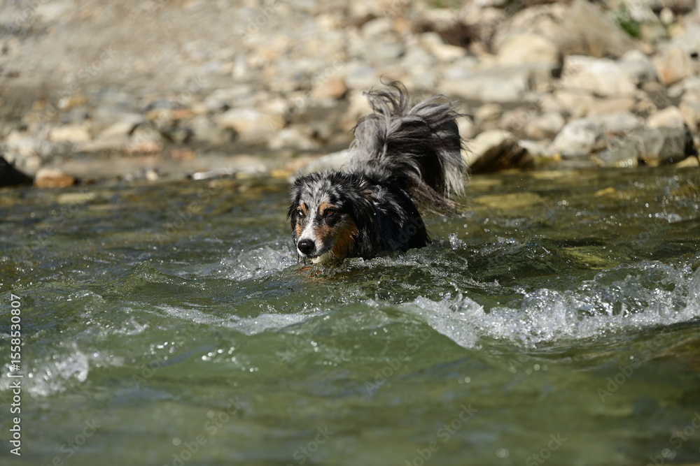 Abkühlung im Gebirgsbach. Schöner Hütehund läuft durch klaren Bergbach Abkühlung im Gebirgsbach. Schöner Hütehund läuft durch klaren Bergbach