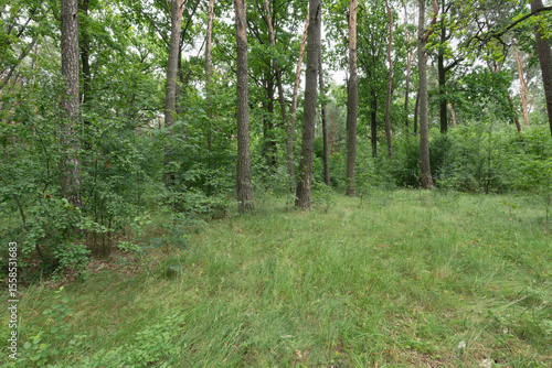 A vibrant shot of a forest with lush green trees and grass.