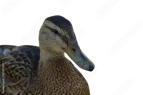 A duck stands on the shore, its feet firmly planted in the grass or damp ground. Its smooth feathers catch the natural light, while its curious gaze surveys the surroundings. 