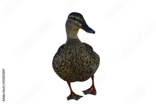 A duck stands on the shore, its feet firmly planted in the grass or damp ground. Its smooth feathers catch the natural light, while its curious gaze surveys the surroundings. 