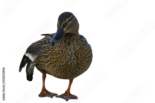 A duck stands on the shore, its feet firmly planted in the grass or damp ground. Its smooth feathers catch the natural light, while its curious gaze surveys the surroundings. 