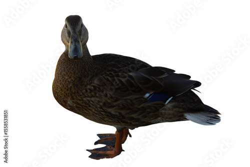 A duck stands on the shore, its feet firmly planted in the grass or damp ground. Its smooth feathers catch the natural light, while its curious gaze surveys the surroundings. 