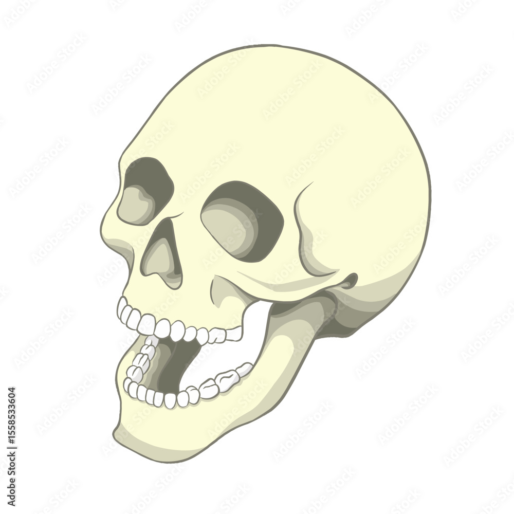 Fototapeta premium Illustration of a Human Skull