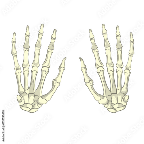 Illustration of Human Hand Skeleton