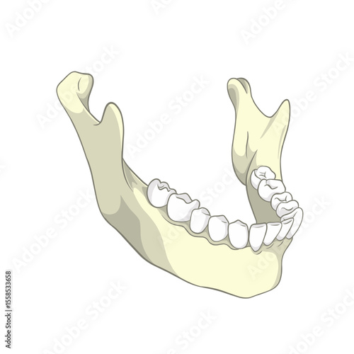 Human Lower Jaw Bone Anatomy Illustration