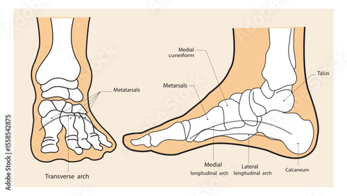 Arches of the feet vector. Foot skeleton anatomy